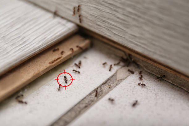 Best Pest Prevention Services  in Parsons, TN
