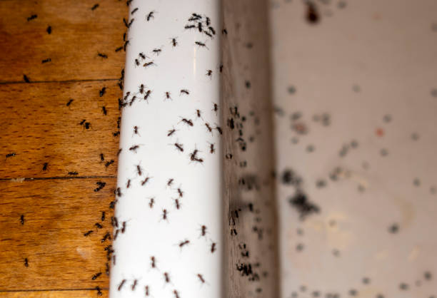 Best Pest Removal Services  in Parsons, TN