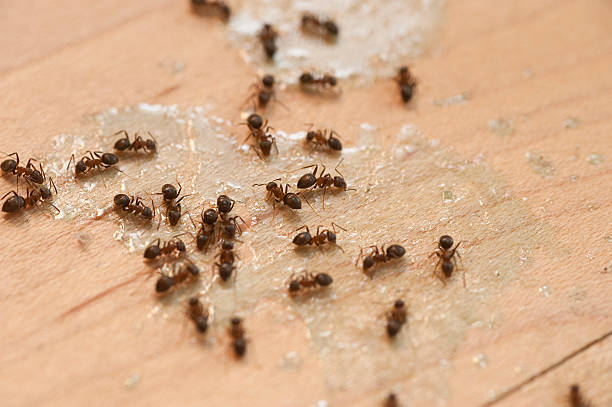 Best Pest Control Near Me  in Parsons, TN